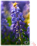 insecta0007