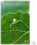 insecta0008