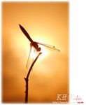 insecta0009