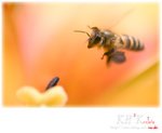 insecta0010
