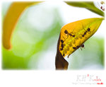 insecta0012