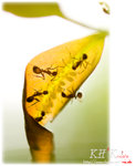 insecta0013