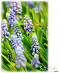 insecta0014