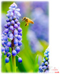 insecta0015