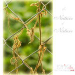 nature0001