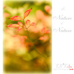 nature0002