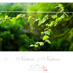 nature0009