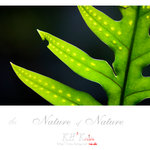 nature0012