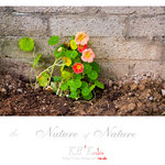 nature0012