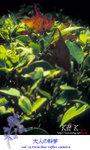 otonanokagaku0013