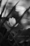 IMG_6008_BW
