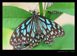 DSC_0872_Fung_Yuen