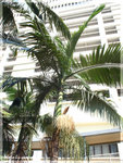 PA050800