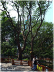 PA050809