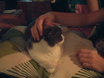 meow