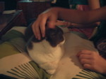 meow (2)