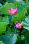 photo1 (4)
