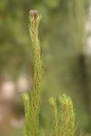 IMG_3249