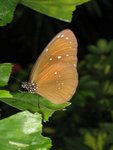IMG_3974