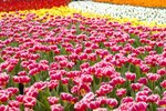 Image00005