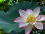 DSCF1665