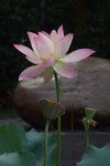 DSCF1668