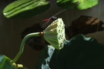 DSCF1674