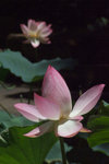 DSCF1718