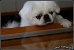 IMG_0237