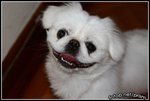 IMG_0252