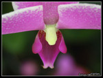 DSCN0510