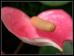 DSCN4882