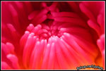 DSCN5115