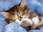 Catwp103