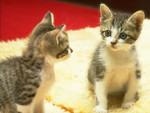 Catwp111