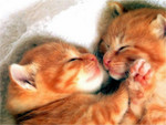 Catwp114
