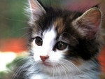 Catwp13