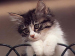 Catwp23