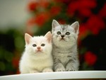 Catwp27