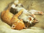 Catwp28