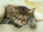Catwp29