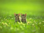 Catwp35