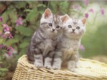 Catwp47
