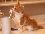 Catwp49