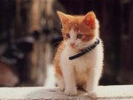 Catwp52
