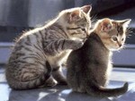 Catwp53