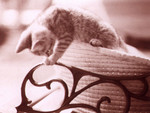 Catwp77