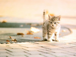 Catwp87