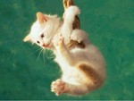 Catwp91