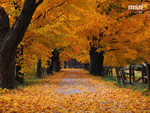 autumn_800